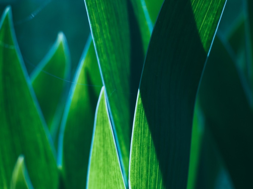 Leaves Plant Green Macro Closeup Background