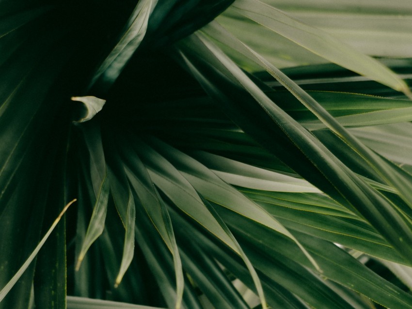 leaves, plant, green, shade