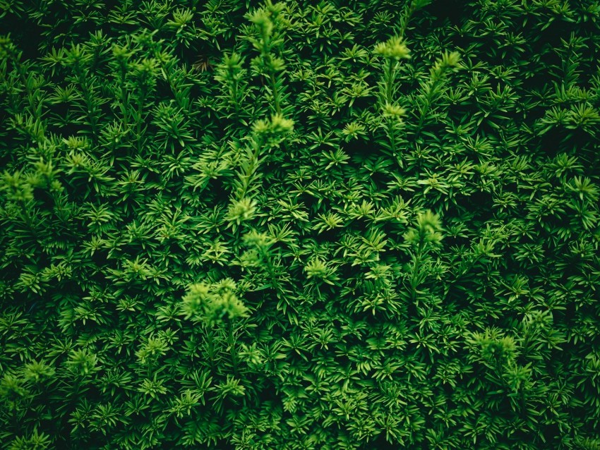 leaves, plant, green, texture