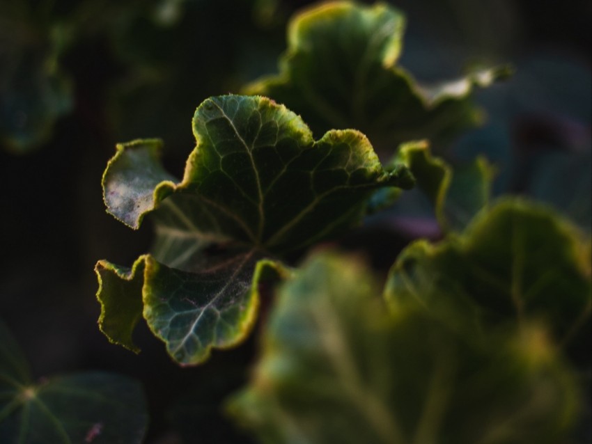 Leaves Plant Green Veins Closeup Background