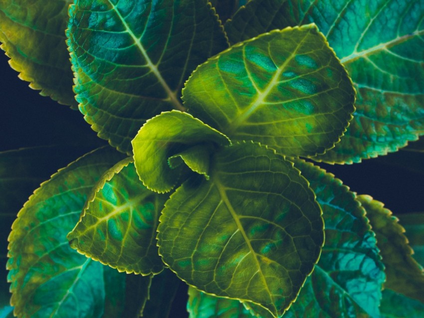 leaves, plant, green, veins, macro