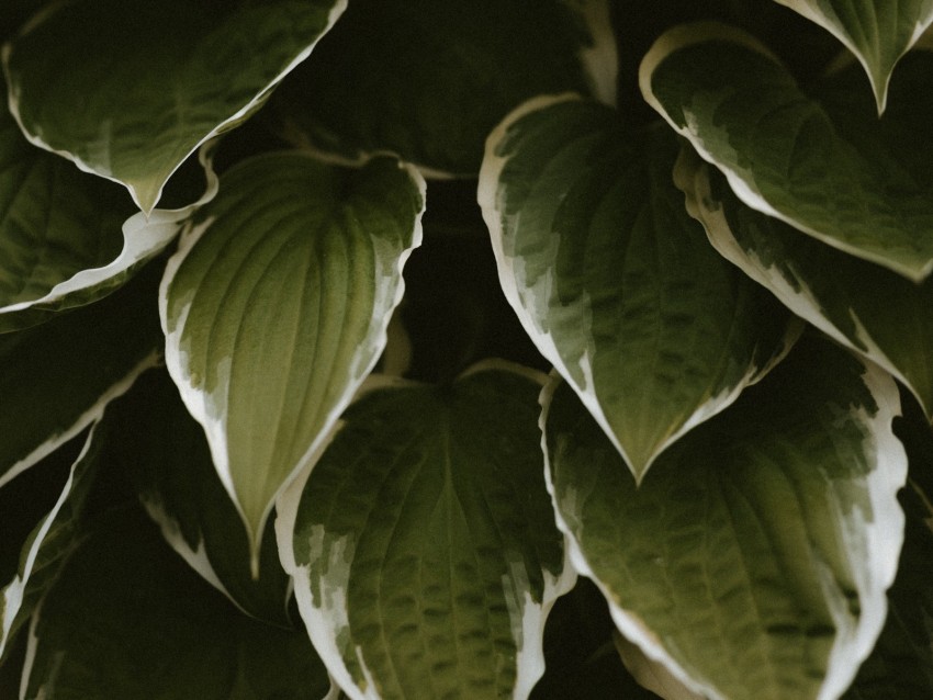 leaves, plant, green, white, exotic