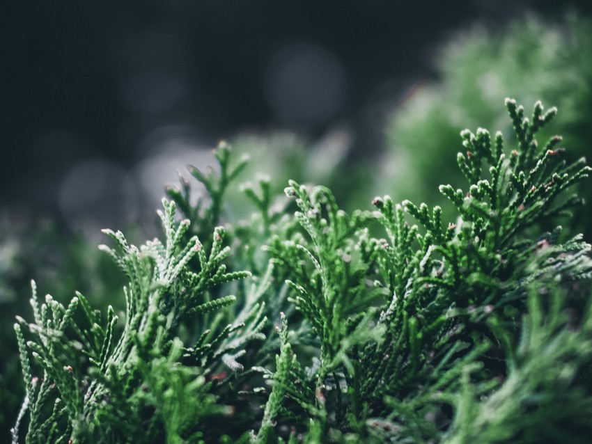 Leaves Plant Pine Macro Blur Background