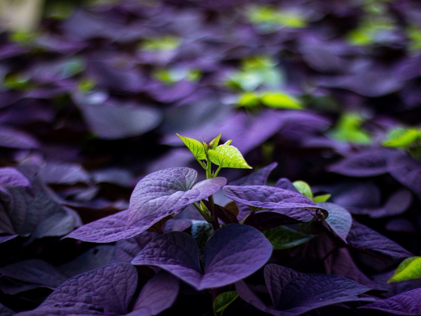 Leaves Plant Sprout Blur Macro Background