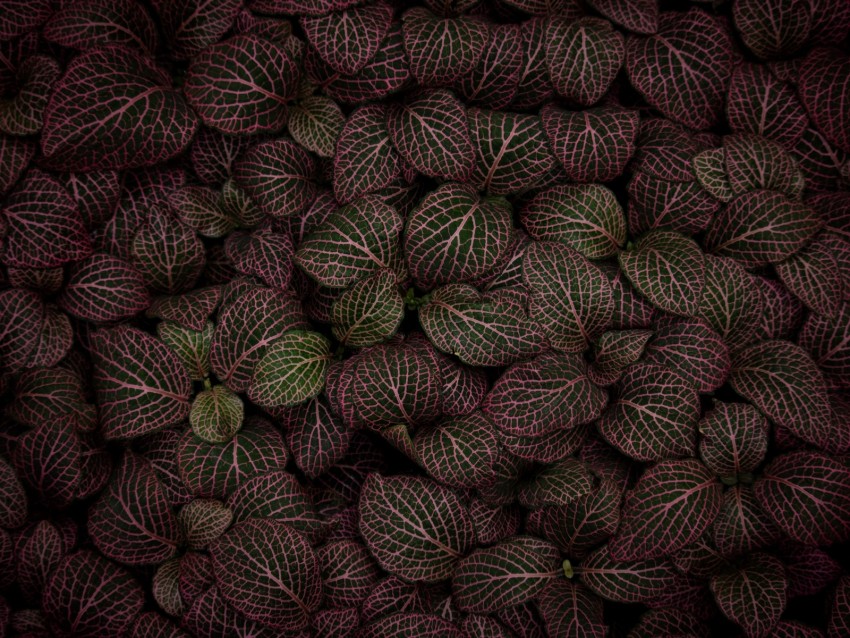 leaves, plant, striped, pink