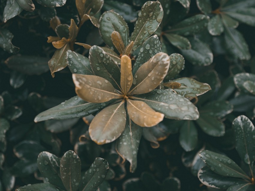 leaves, plants, drops, dew, moisture, macro