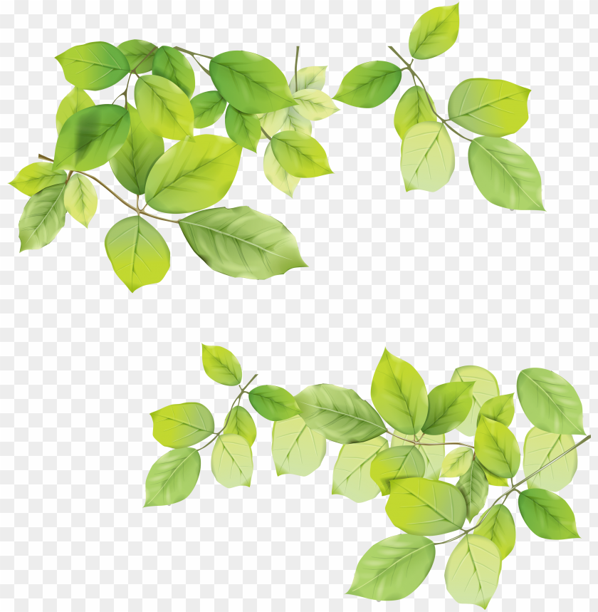 leaves png, png,leave