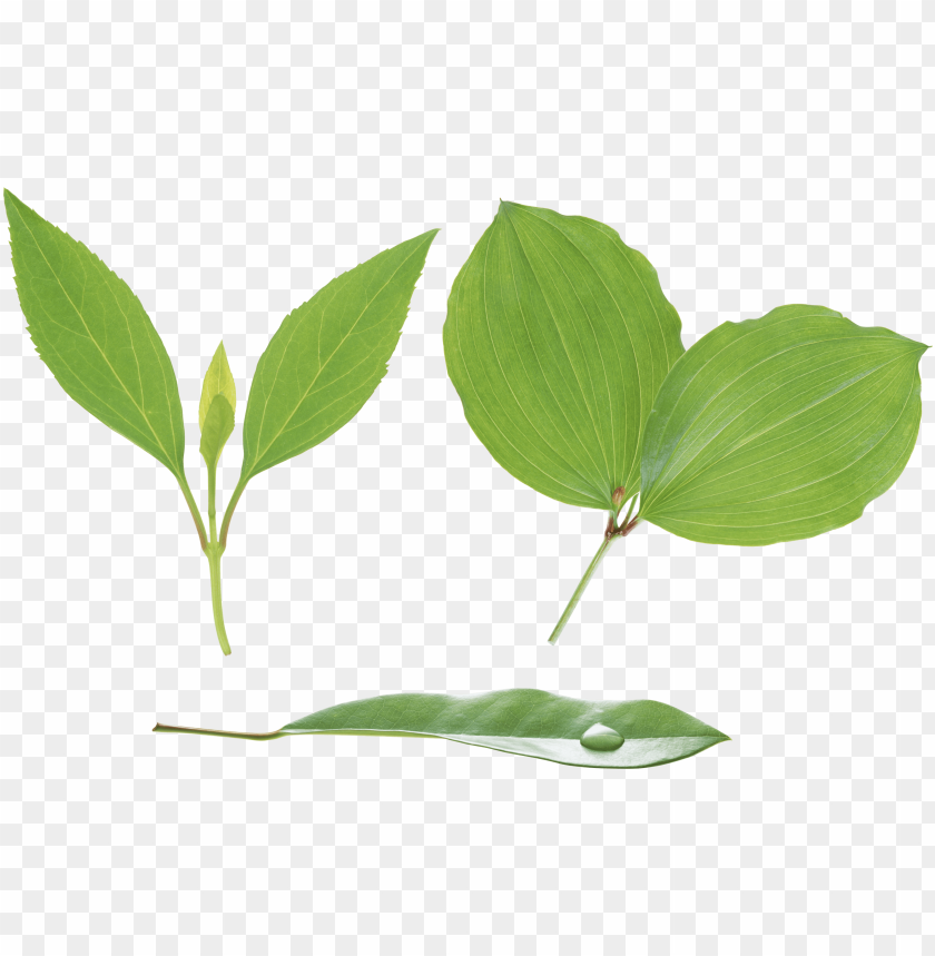 leaves png, png,leave