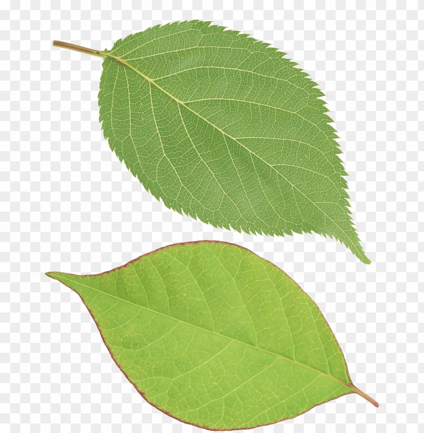 leaves png, png,leave