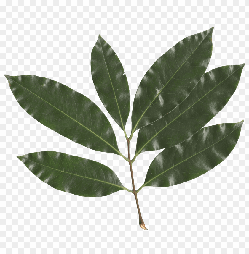 leaves png, png,leave