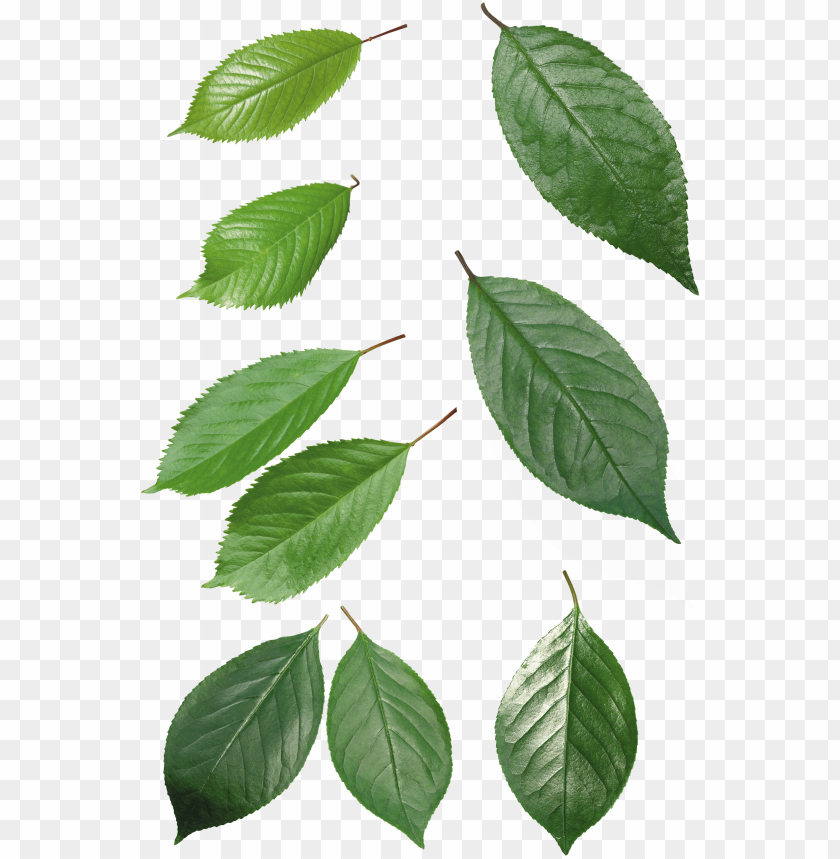 leaves png, png,leave