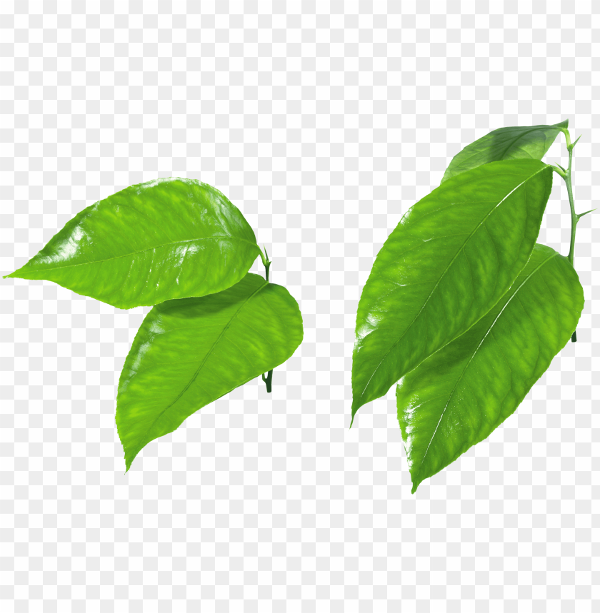 leaves png, png,leave