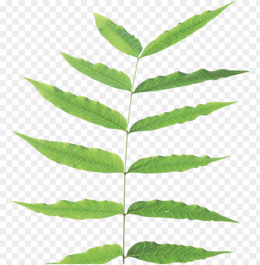 leaves png, png,leave