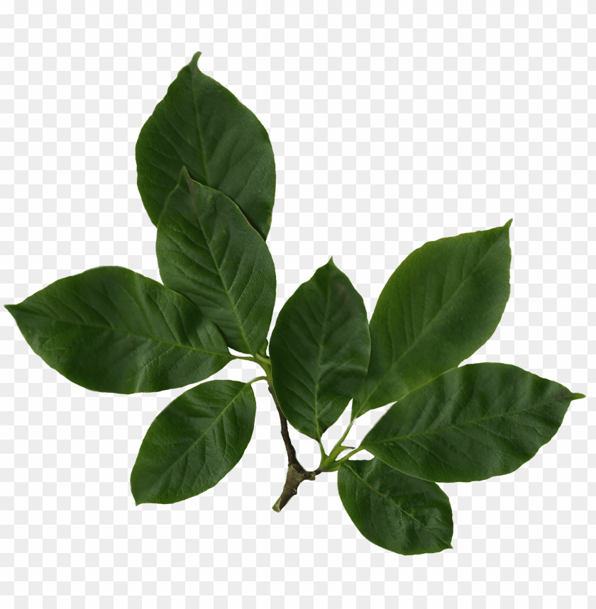 leaves png, png,leave