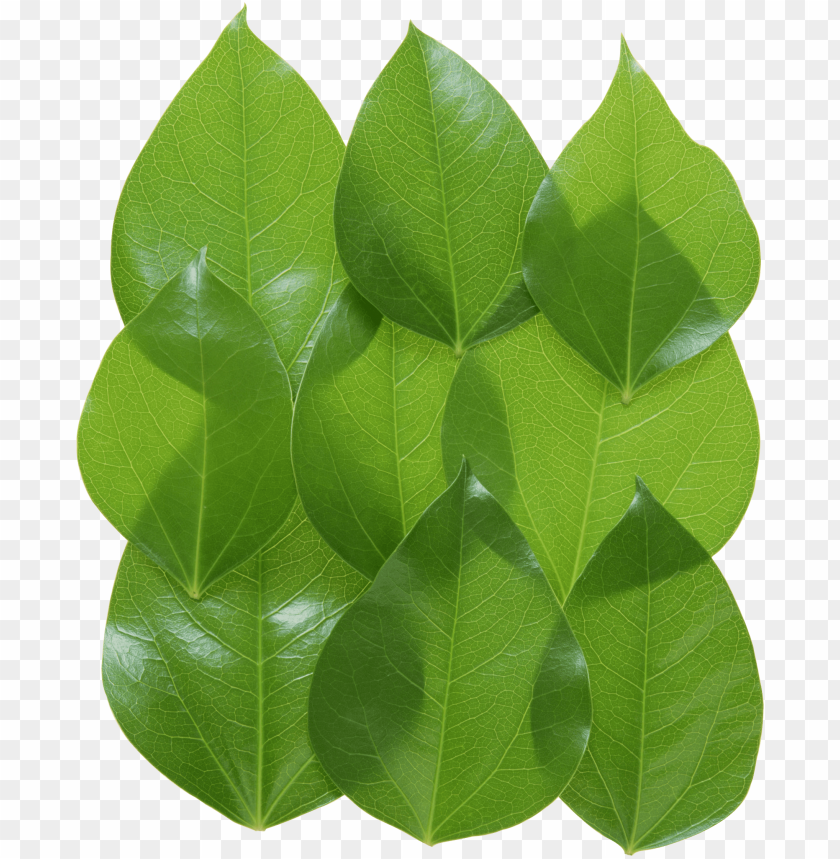 leaves png, png,leave