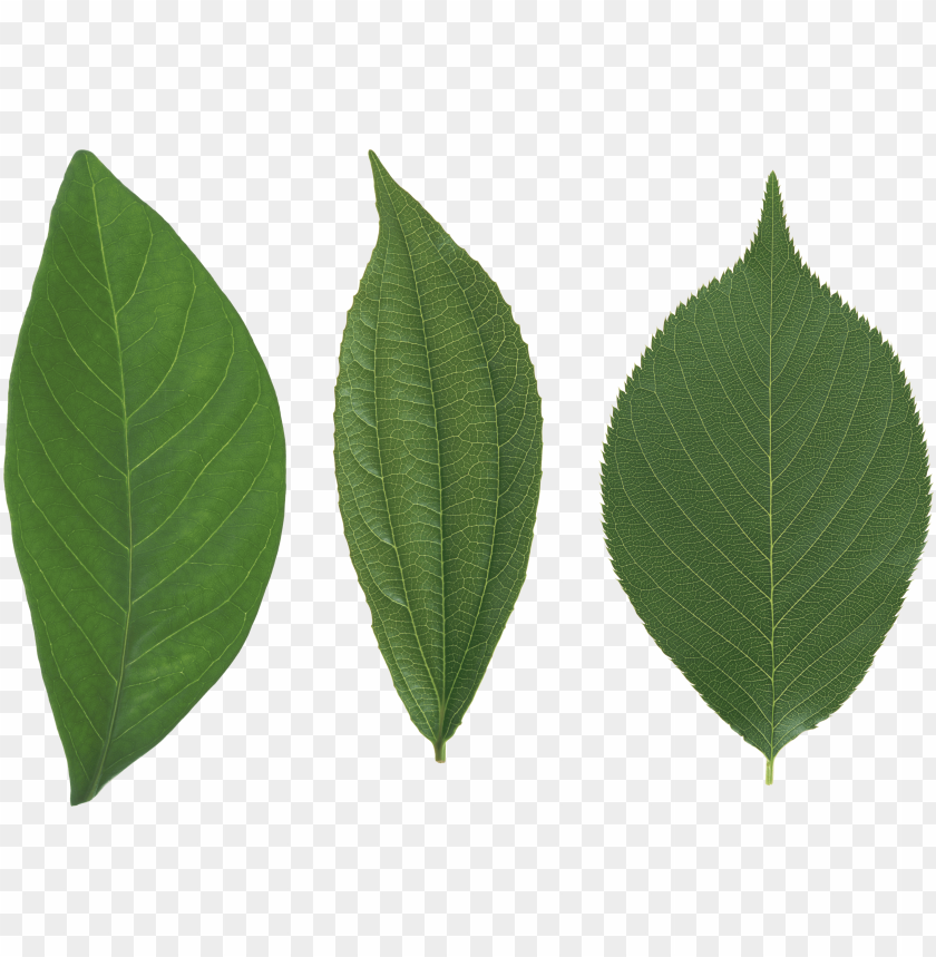 leaves png, png,leave