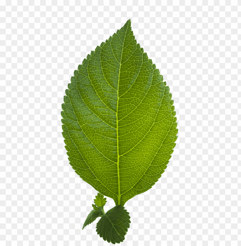 leaves png, png,leave