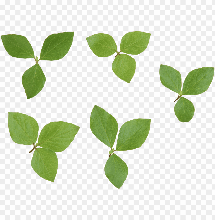 leaves png, png,leave