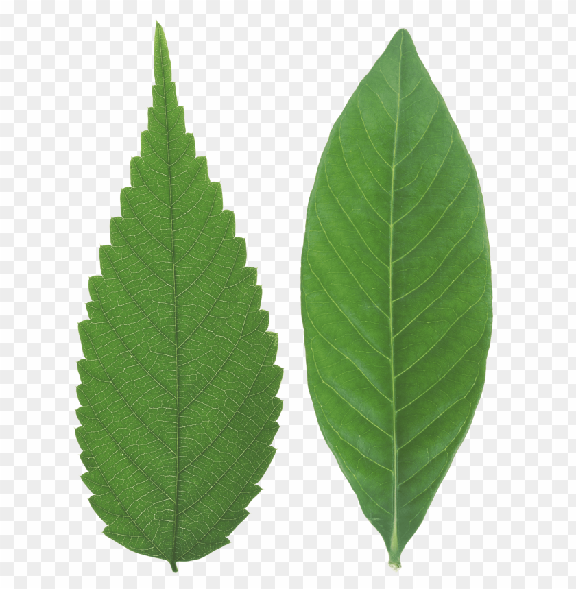 leaves png, png,leave