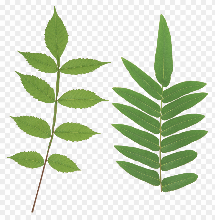 leaves png, png,leave