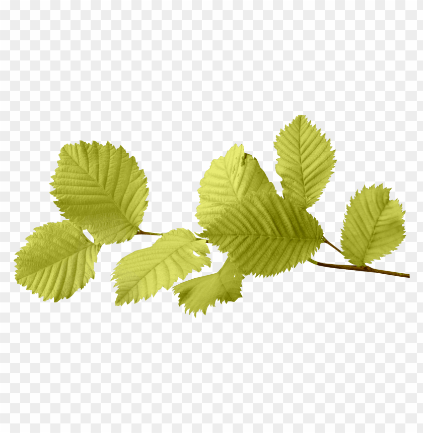 leaves png, png,leave