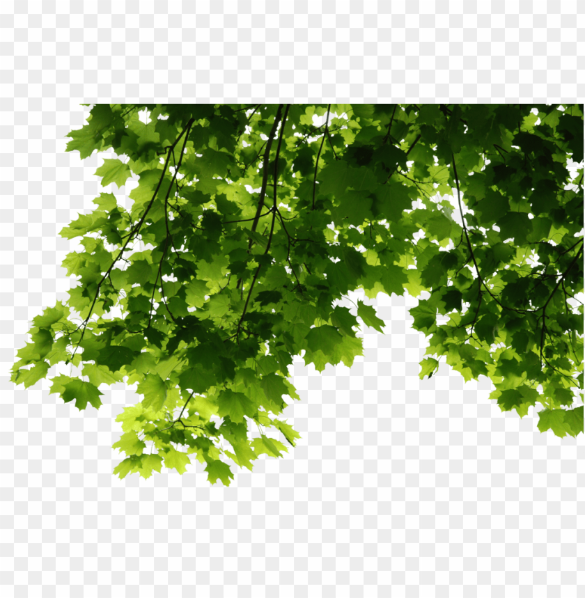 leaves png, png,leave