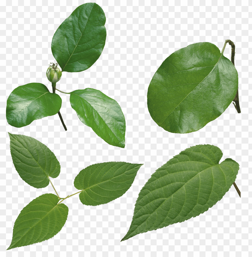 leaves png, png,leave