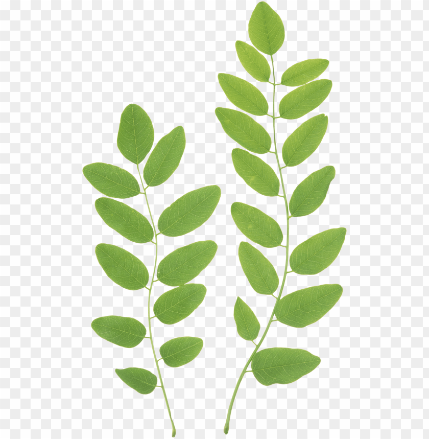 leaves png, png,leave