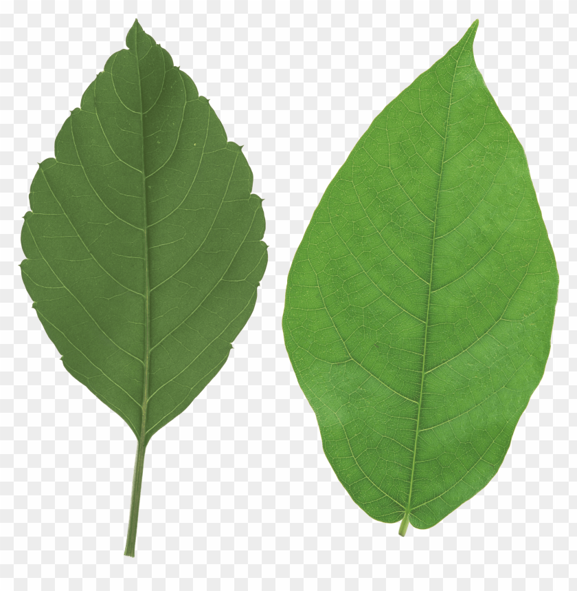 leaves png, png,leave