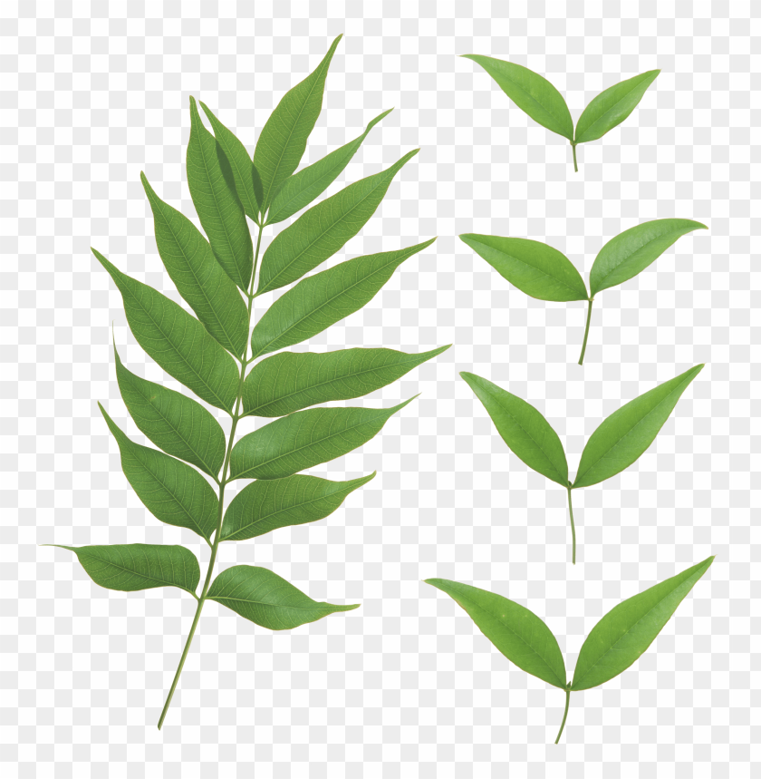 leaves png, png,leave