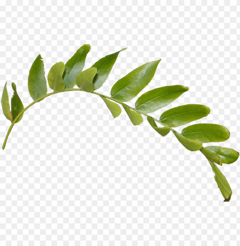 leaves png, png,leave