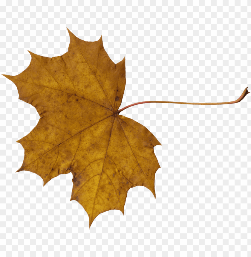 leaves png, png,leave