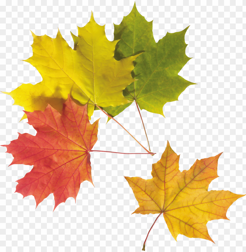 leaves png, png,leave