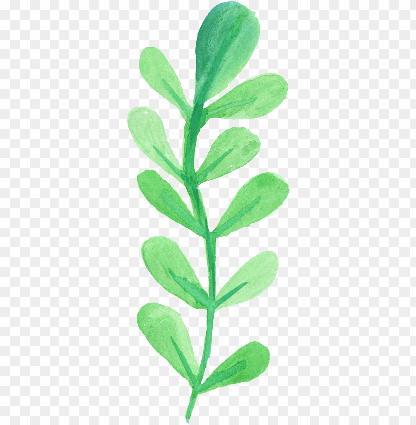 leaves png, png,leave