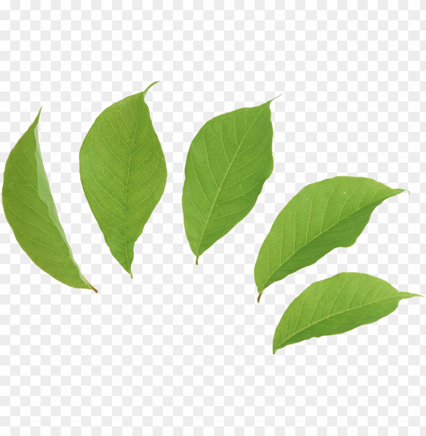 leaves png, png,leave