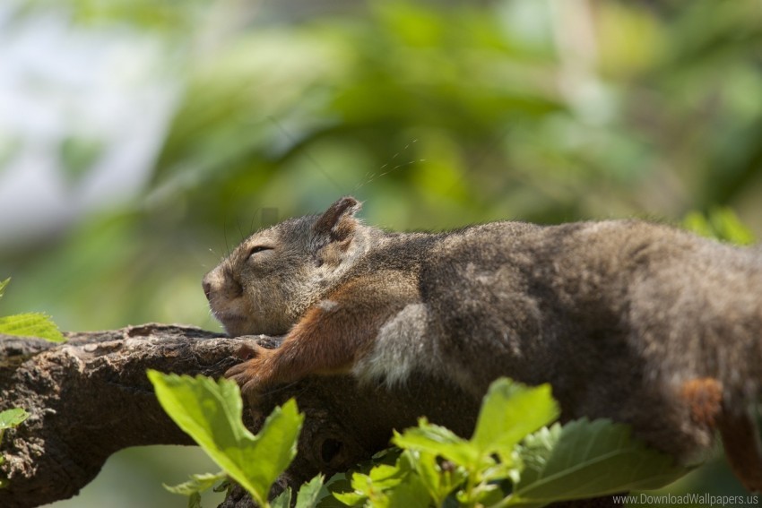 Leaves Sleep Squirrel Tree Wallpaper PNG Transparent Background