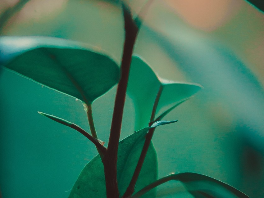 Leaves Stem Plant Green Exotic Background