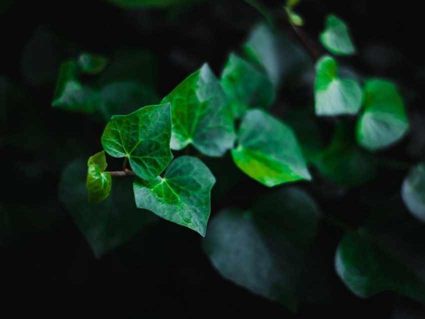 Leaves Stem Plant Green Macro Background