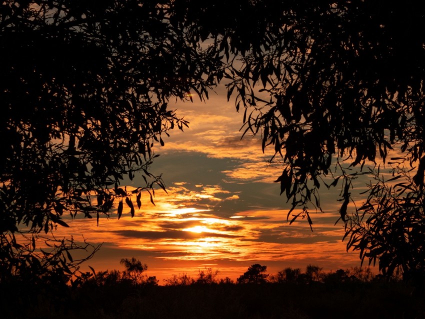 Leaves Sunset Sky Shadows Background