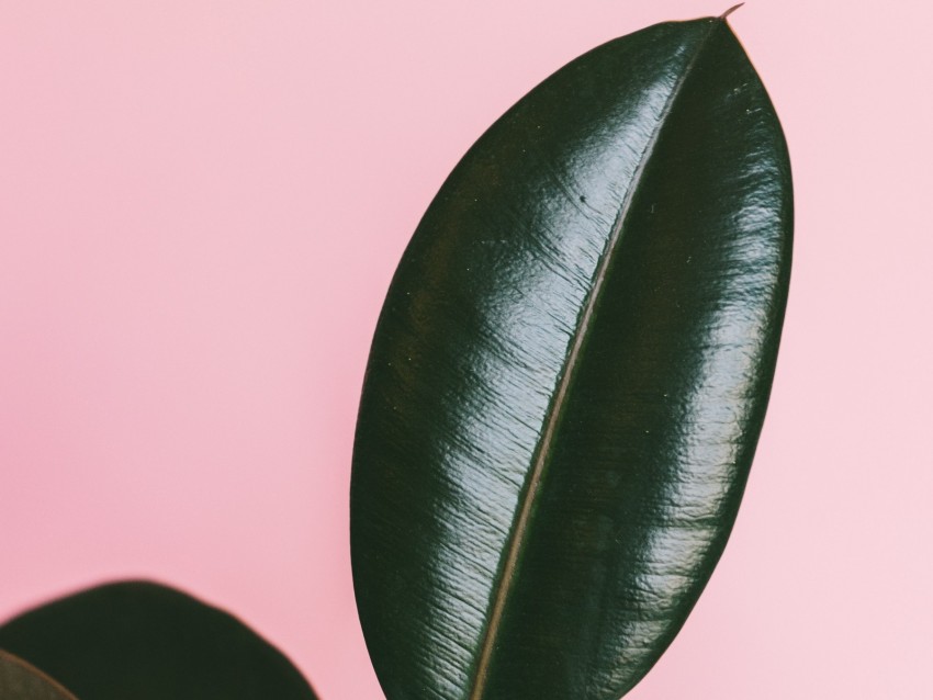 leaves, surface, green, dark, glossy, plant