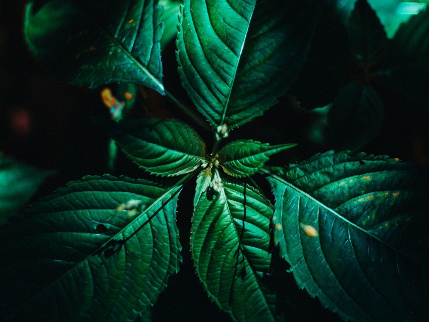 Leaves Surface Green Veins Plant Macro Background