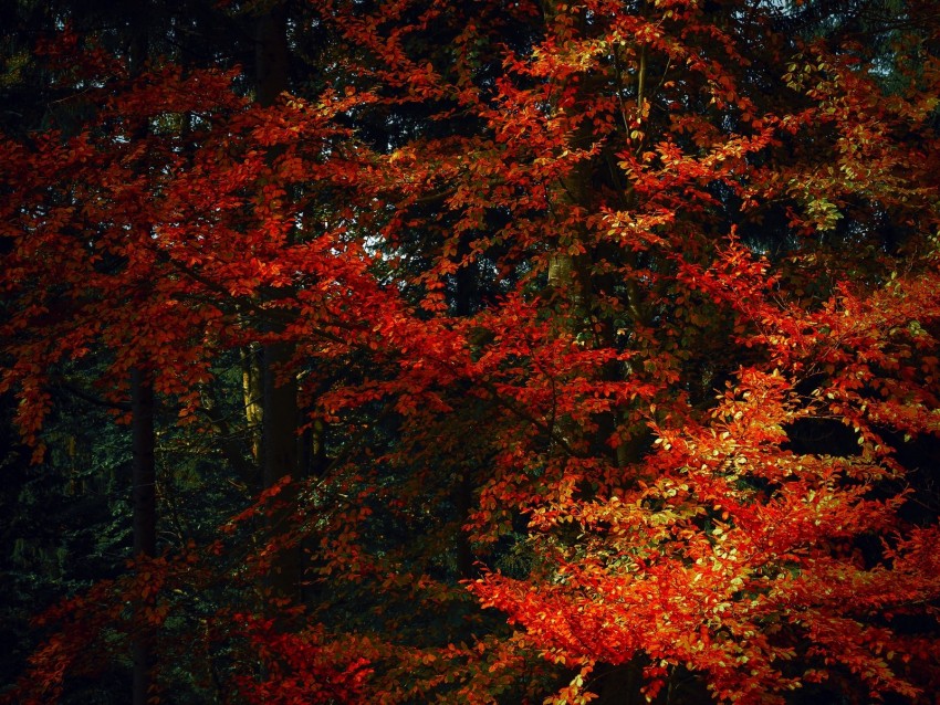 leaves, trees, autumn, branches, shadows, autumn colors