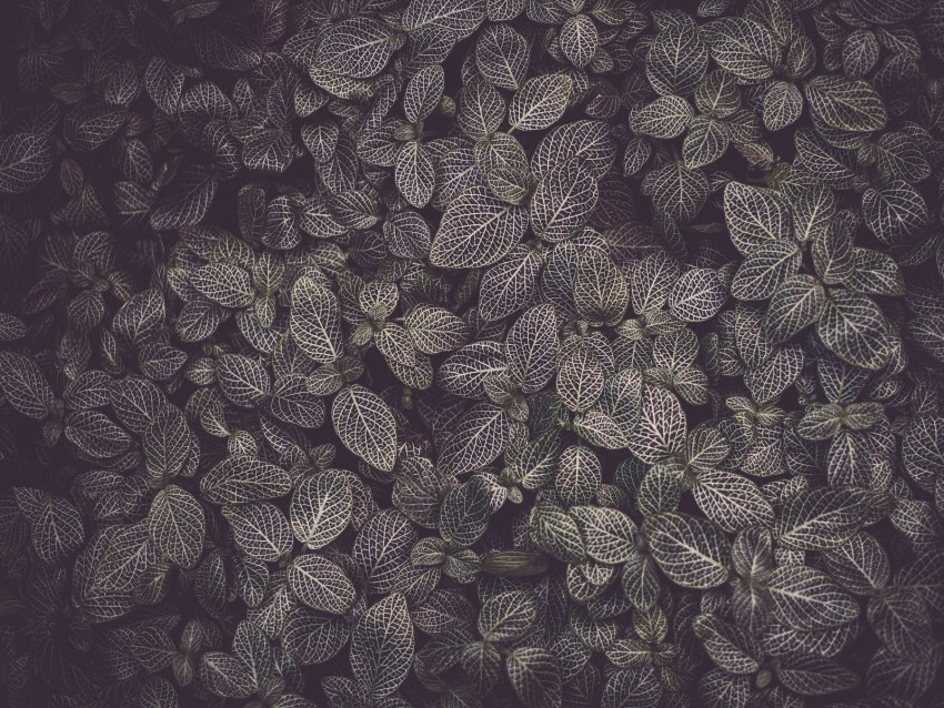 Leaves Veins Plant Texture Background