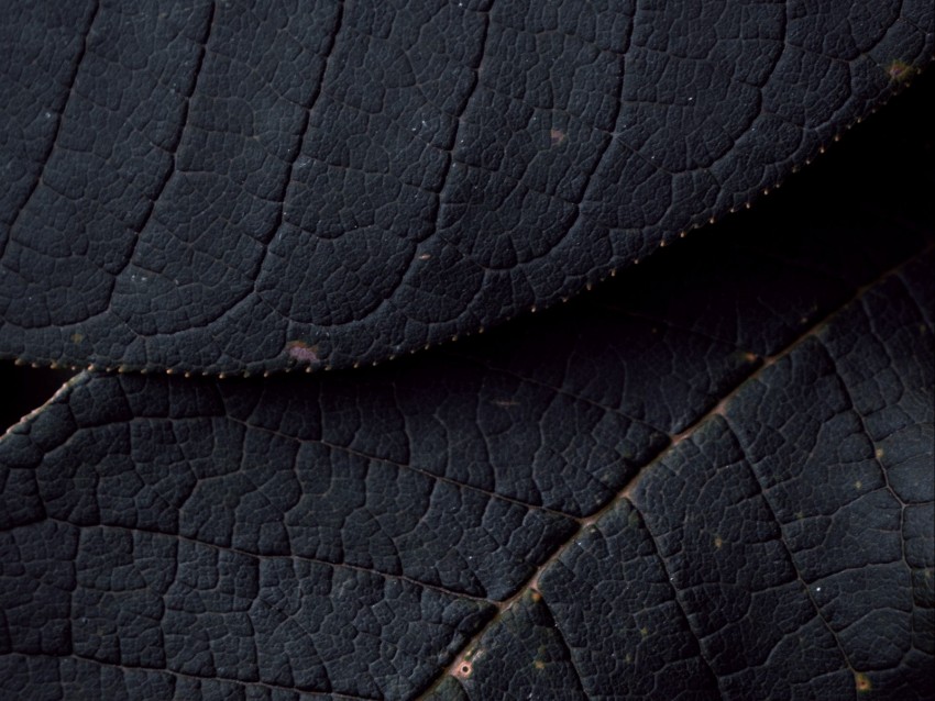 Leaves Veins Texture Surface Macro Background