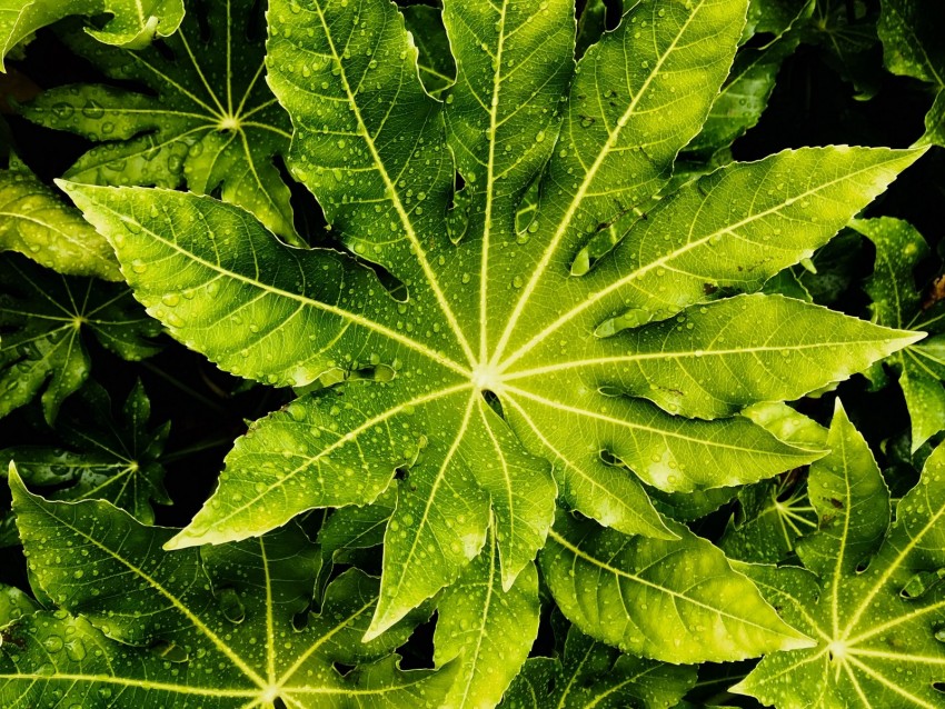 Leaves Wet Drops Green Macro Background