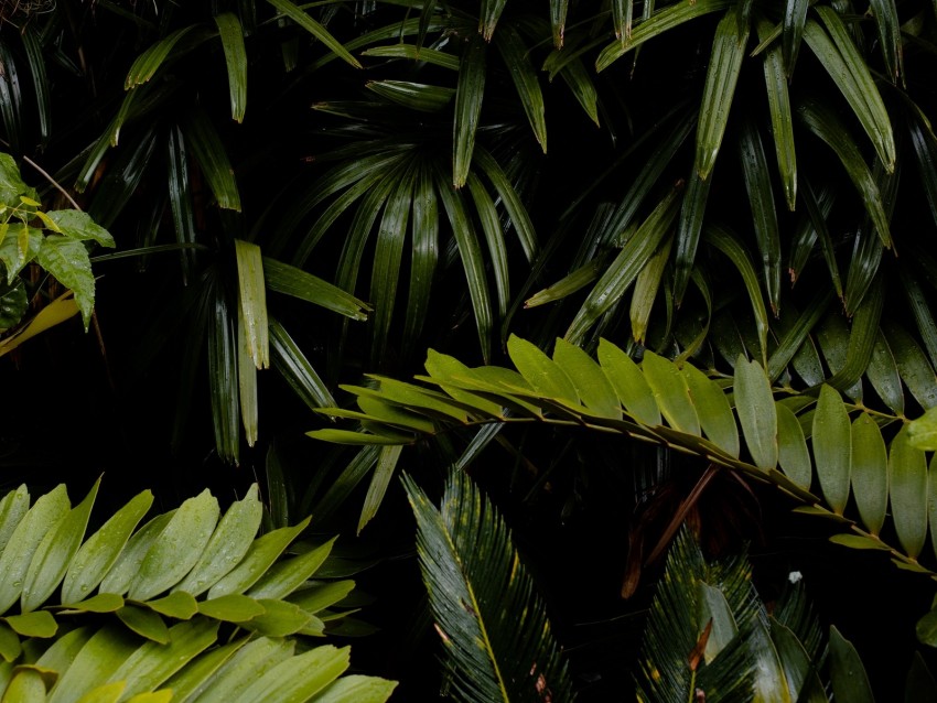 Leaves Wet Drops Green Vegetation Background