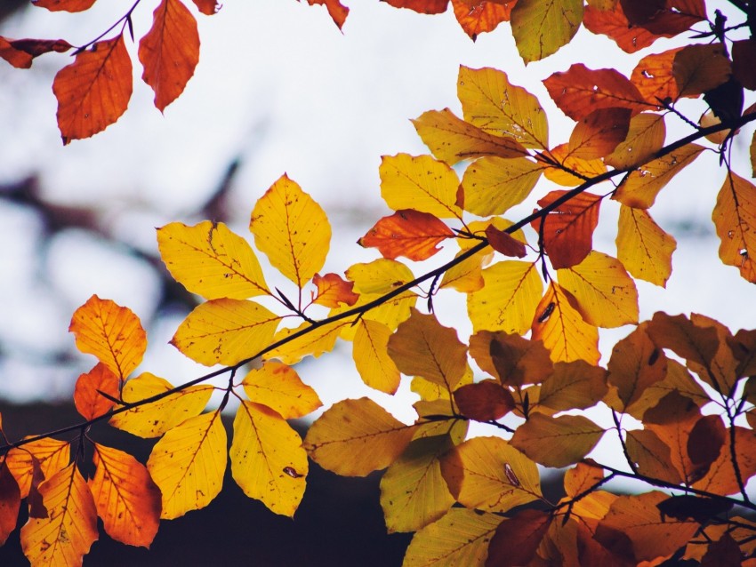 Leaves Yellow Dry Branch Autumn Background