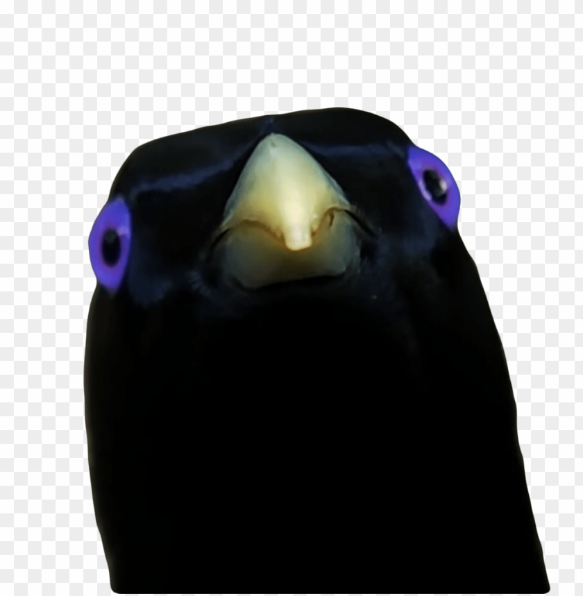 memes, lemme smash, bird, black, memes