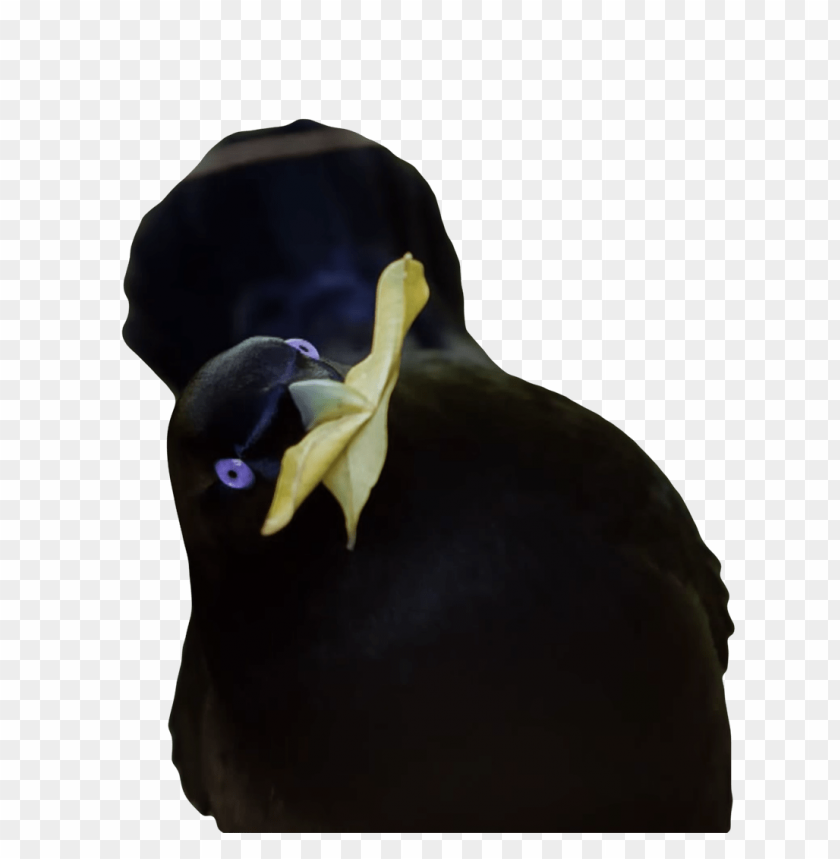 memes, lemme smash, bird, black, memes