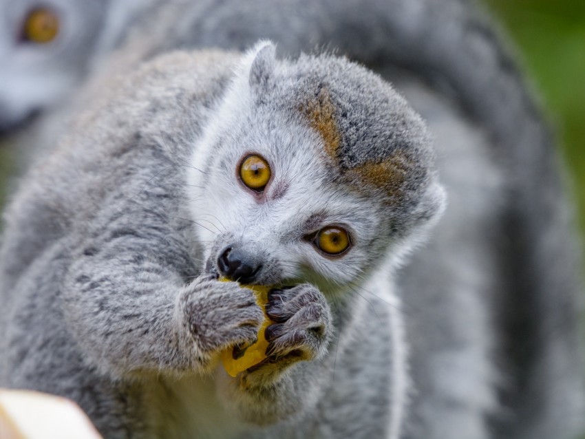 Lemur Food Eat Cute Animal Background